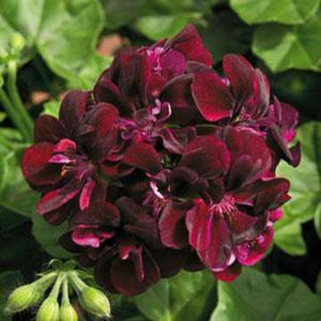 Geranium Dark Burgundy Seeds – Organic, Heirloom, Non-GMO Flower Seeds for Planting