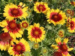 Yellow Gaillardia Seeds for Planting - NON GMO Seeds