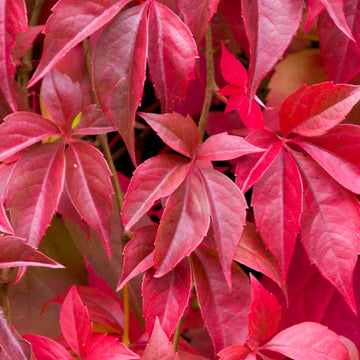 Parthenocissus Seeds for Planting – Organic, Heirloom, Non-GMO Climbing Plant Seeds