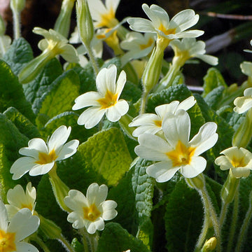 Primula Flower Seeds for Planting - 100 pcs