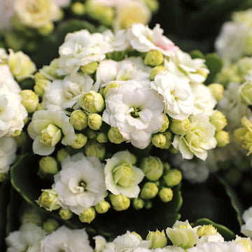 Organic White Kalanchoe Flower Seeds for Planting – Heirloom, Non-GMO