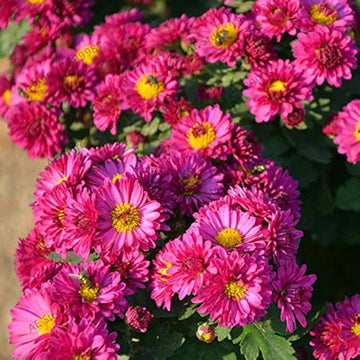Fresh Chrysanthemum Flower Seeds for Planting - NON GMO Seeds