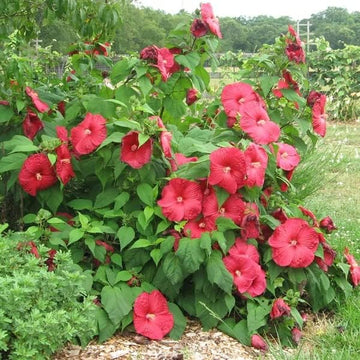 Perennial Flower Seeds for Planting - 100 pcs