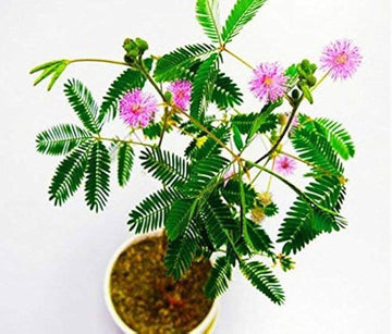 Organic Heirloom Non-GMO Mimosa Pudica (Touch-Me-Not) Seeds for Planting – Pink Blooms