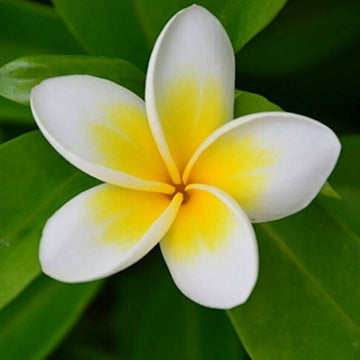 Yellow White Frangipani Flower Seeds â€“ Heirloom, Non-GMO Tropical Seeds for Planting