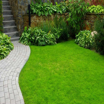 Exotic Lawn Grass Seeds – Red, Purple, Green, and Yellow Varieties