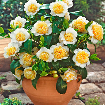 White Yellow Camellia Flower Seeds – Non-GMO, for Garden Planting