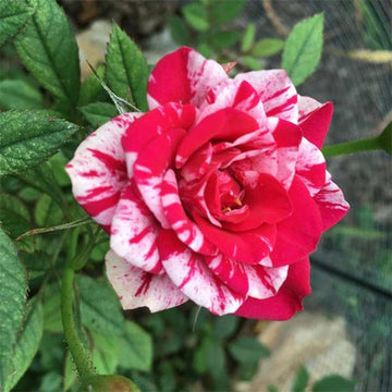 Red and White Rose Flower Seeds for Planting - Heirloom, Non-GMO Seeds for Beautiful Blooms