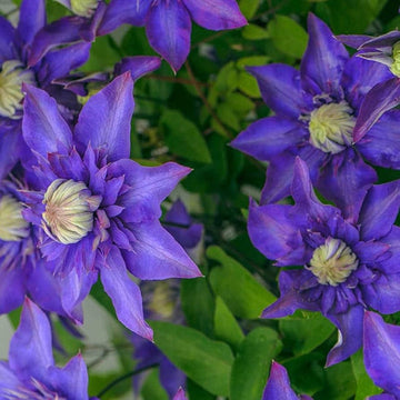 Purple Clematis Seeds for Planting - NON GMO Seeds
