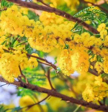 Heirloom Non-GMO Yellow Mimosa Flower Seeds for Bright and Fragrant Garden Planting