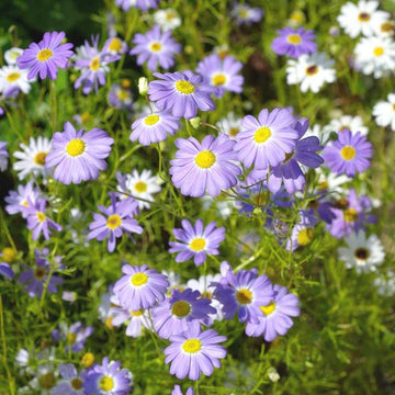 Purple Flower Pot Plant Seeds for Planting - NON GMO Seeds