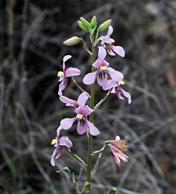 Heirloom Non-GMO Cyanella Flower Seeds for Graceful Garden Displays and Seasonal Planting