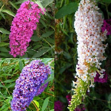 Mix Buddleia Flower Seeds for Planting, NON GMO Seeds