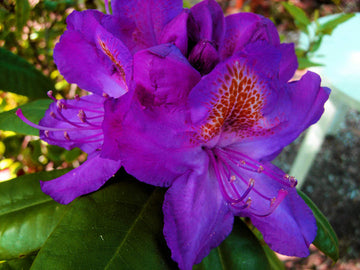 Heirloom Purple Rhododendron Flower Seeds, Non-GMO Vibrant Blooms for Planting