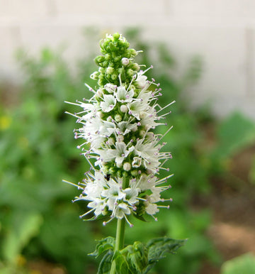 Heirloom Mint Flower Seeds, Non-GMO Fragrant Herb Blooms for Culinary and Garden Planting