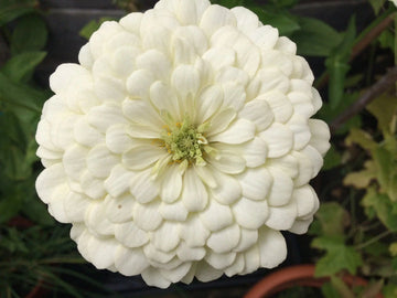 White Zinnia Flower Seeds for Planting – Non-GMO, Heirloom Garden Flower Seeds