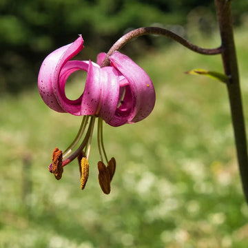 Heirloom Non-GMO Lilium Martagon Flower Seeds for Unique Garden Blooms and Woodland Planting