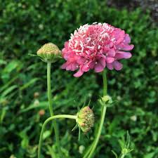 Scabiosa Salmon Pink Seeds for Planting – Organic, Heirloom, Non-GMO Flower Seeds