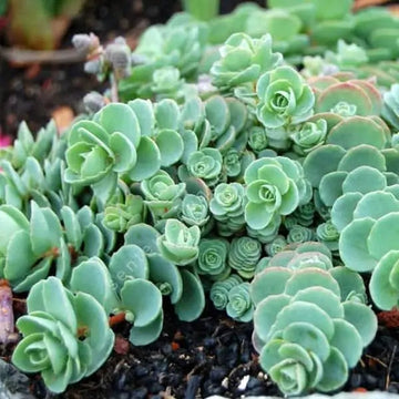 Green Cliff Stonecrop Seeds – Heirloom, Non-GMO Succulent Plant Seeds for Easy Garden Planting