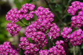 Heirloom Pink Achillea Yarrow Flower Seeds for Planting, Non-GMO