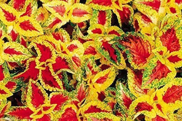 Heirloom Non-GMO Yellow Red Coleus Plant Seeds for Planting – Vibrant Foliage for Shaded Garden Borders