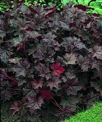 Purple Coral Bells Plant Seeds – Heirloom, Non-GMO Seeds for Planting Vibrant Garden Foliage