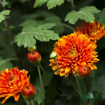 Orange Red Chrysanthemum Flower Seeds – Heirloom Non-GMO Blooms for Vibrant Fall Gardens