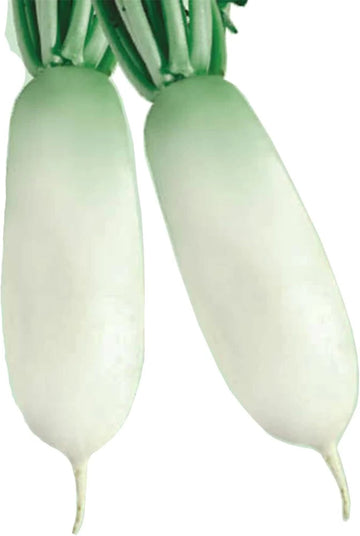 Alpine Radish Vegetable Seeds for Planting –100 Pcs pcs