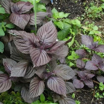 Wild Basil Beefsteak (Perilla) Seeds for Planting-Aromatic Herb and Flavorful Gardens – Fresh Herb for Your Garden