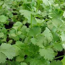 Organic Leisure Splits Cilantro Seeds for Plsnting- Culinary Use and Herb Gardens Scientific Name Placeholder for planting in home garden