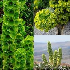 Bells Flower Seeds for Garden Planting - NON GMO Seeds
