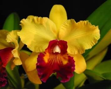 Yellow Red Cattleya Flower Seeds for Planting - 100 pcs
