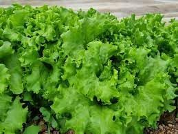 Batavia Plant Seeds Scientific Name Placeholder for planting in home garden