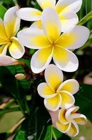 Plumeria Flower Seeds for Planting - NON GMO Seeds