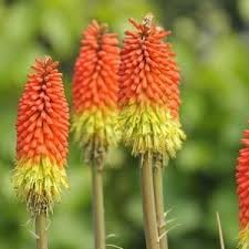 Fresh Caulescens Flower Seeds for Planting - 100 pcs