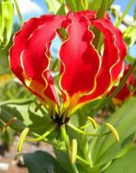 Gloriosa Flower Seeds for Planting - 100 pcs