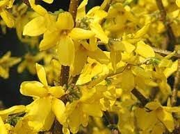 Forsythia Flower Seeds for Planting - NON GMO Seeds seeds for planting in home garden