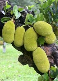 Bread Fruit Seeds - Grow a Nutritious and Tasty Fruit in Your Garden 100 Pcs pcs