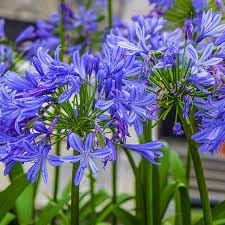 Agapanthus Africanus Flower Seeds for Planting, 100 pcs