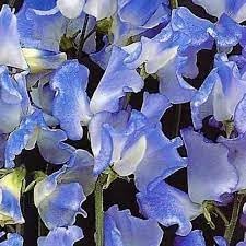 Heirloom Sweet Pea Flower Seeds for Garden Planting, Non-GMO, Fragrant Climbing Blooms