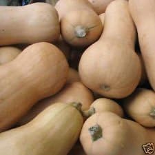 Yellow Butternut Squash Cucurbita moschata seeds for garden planting