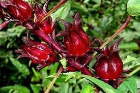 Roselle Hibiscus Fruit Seeds for Growing Tart and Healthy Fruit for Beverages 100 Pcs pcs