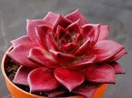 Echeveria Agavoides Romeo Plant Seeds for Planting - NON GMO Seeds