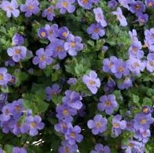 Gulliver Flower Seeds for Planting - 100 pcs