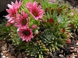 Living Stone Sempervivum Plant Seeds for Planting Mixed