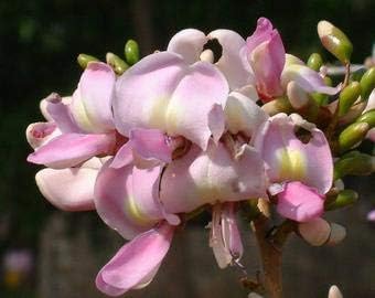 Fresh Gliricidia Maculata Madre de Cacao Seeds for Planting