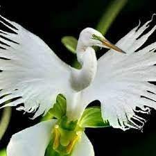 Heirloom Non-GMO Dove Orchid Flower Seeds for Planting