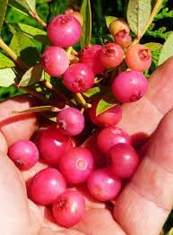 Heirloom Coralberry Shrub Flower Seeds – Non-GMO Seeds for Ornamental Garden Planting - Coralberry for planting in home garden