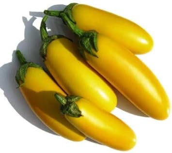 Yellow Mix Eggplant Seeds for Planting - 100 Pcs pcs