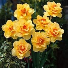 Yellow Red Daffodil Flower Seeds for Planting â€“ Vibrant, Non-GMO, Heirloom Quality
